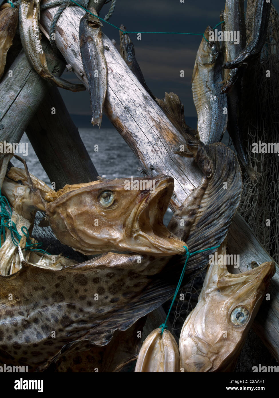 Trocknung einer Vielzahl Fisch für Fisch verarbeitenden Gewerbe, Island Stockfoto