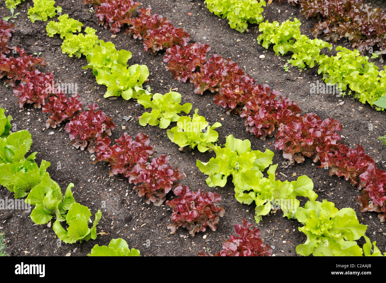 Eichenblatt-Salat (Lactuca sativa var. crispa 'Kipling' und Lactuca sativa var. crispa 'Sirmai') und lose-Blatt-Salat (Lactuca sativa var. crispa Stockfoto