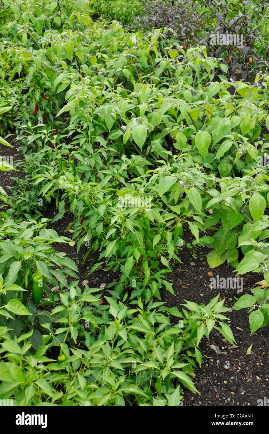Paprika (Capsicum) Stockfoto