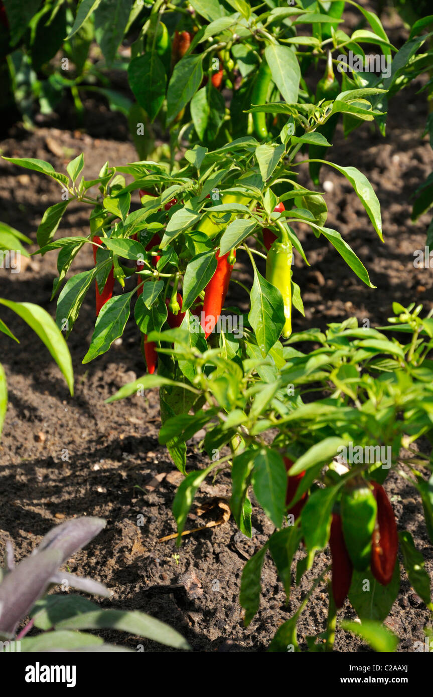Paprika (Capsicum) Stockfoto