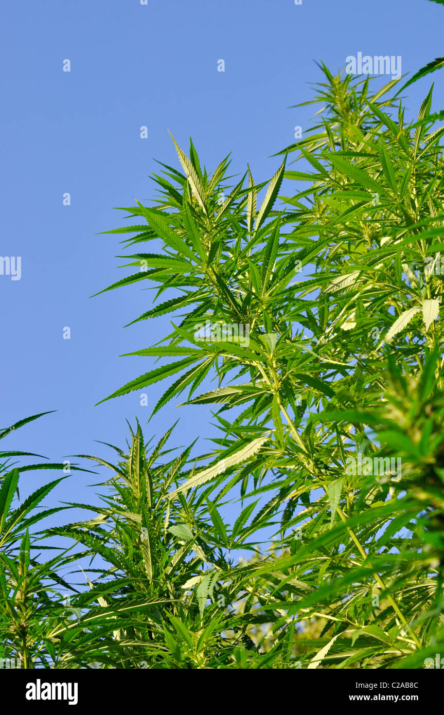 Hanf (Cannabis Sativa var. Spontanea) Stockfoto