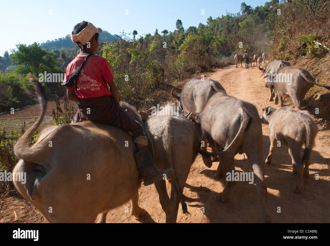Kinder führen ihre Büffel auf dem Feld. Mindayik Dorf. Südlichen Shan-Staat. Myanmar Stockfoto