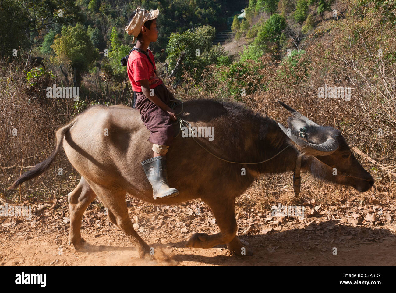 Kinder reiten seine Büffel auf dem Feld. Mindayik Dorf. Südlichen Shan-Staat. Myanmar Stockfoto