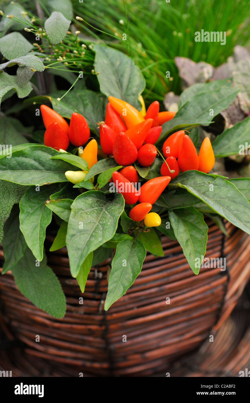 Dekorative Pfeffer (Capsicum) Stockfoto