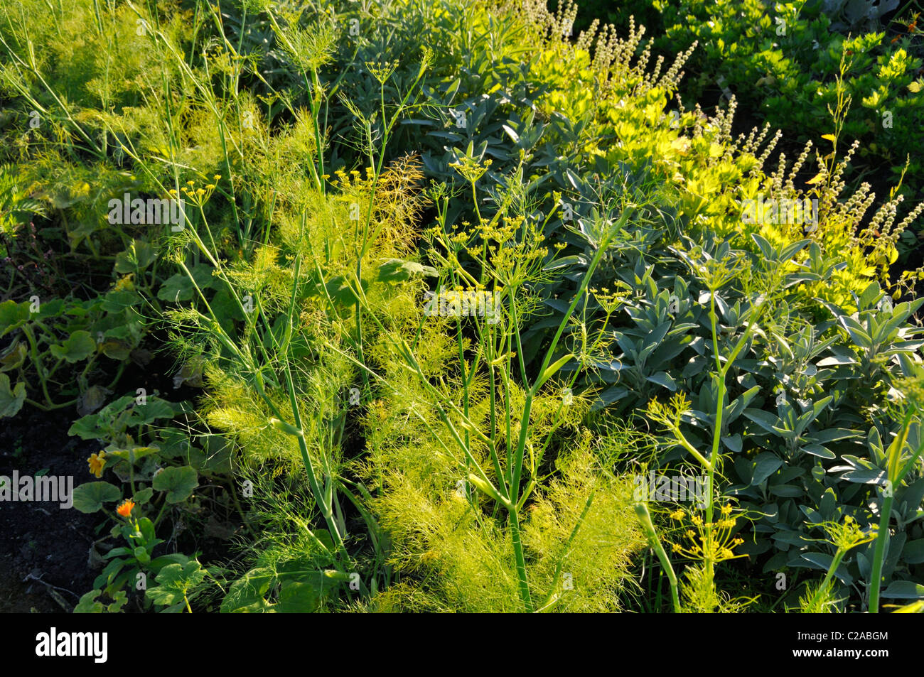 Kapuzinerkresse (tropaeolum majus), Dill (anethum graveolens) und weisen (Salvia) Stockfoto