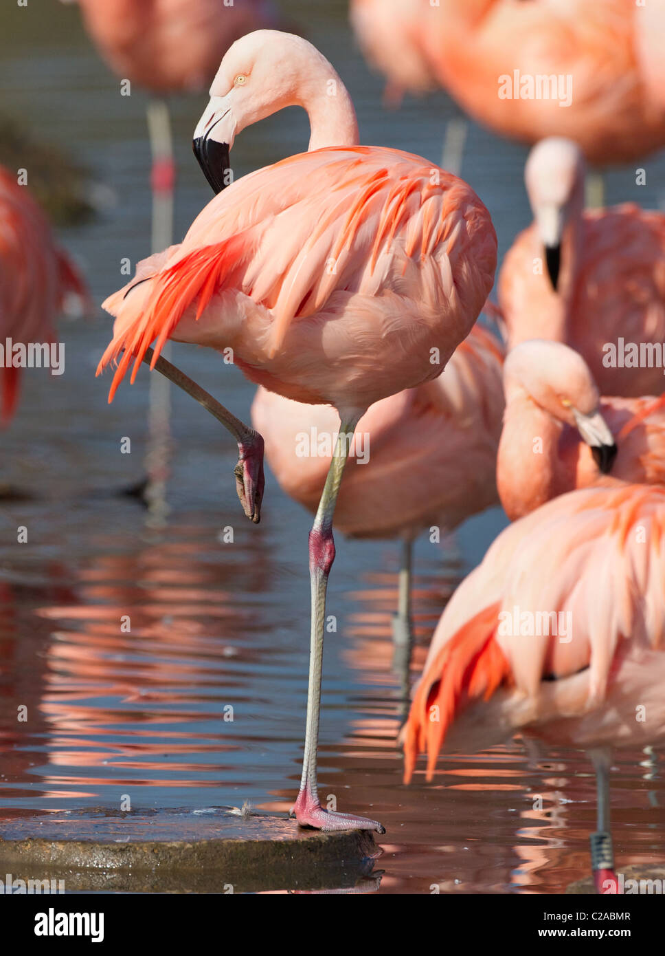 Chilenische Flamingos an Slimbridge Phoenicopterus Chilensis in der Regel auf einem Bein stehend Stockfoto
