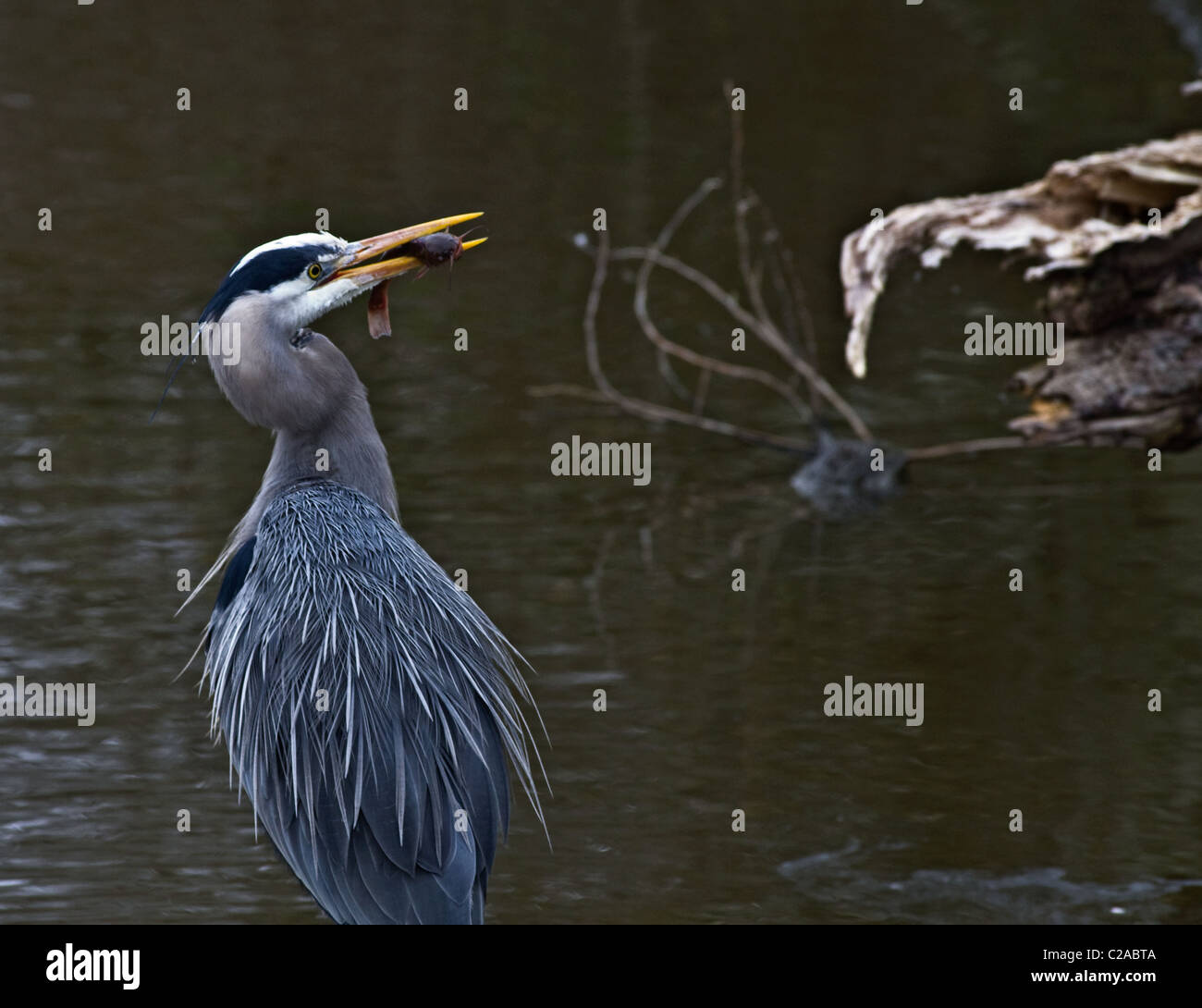 Great Blue Heron, Ardea Herodias mit Wels Stockfoto