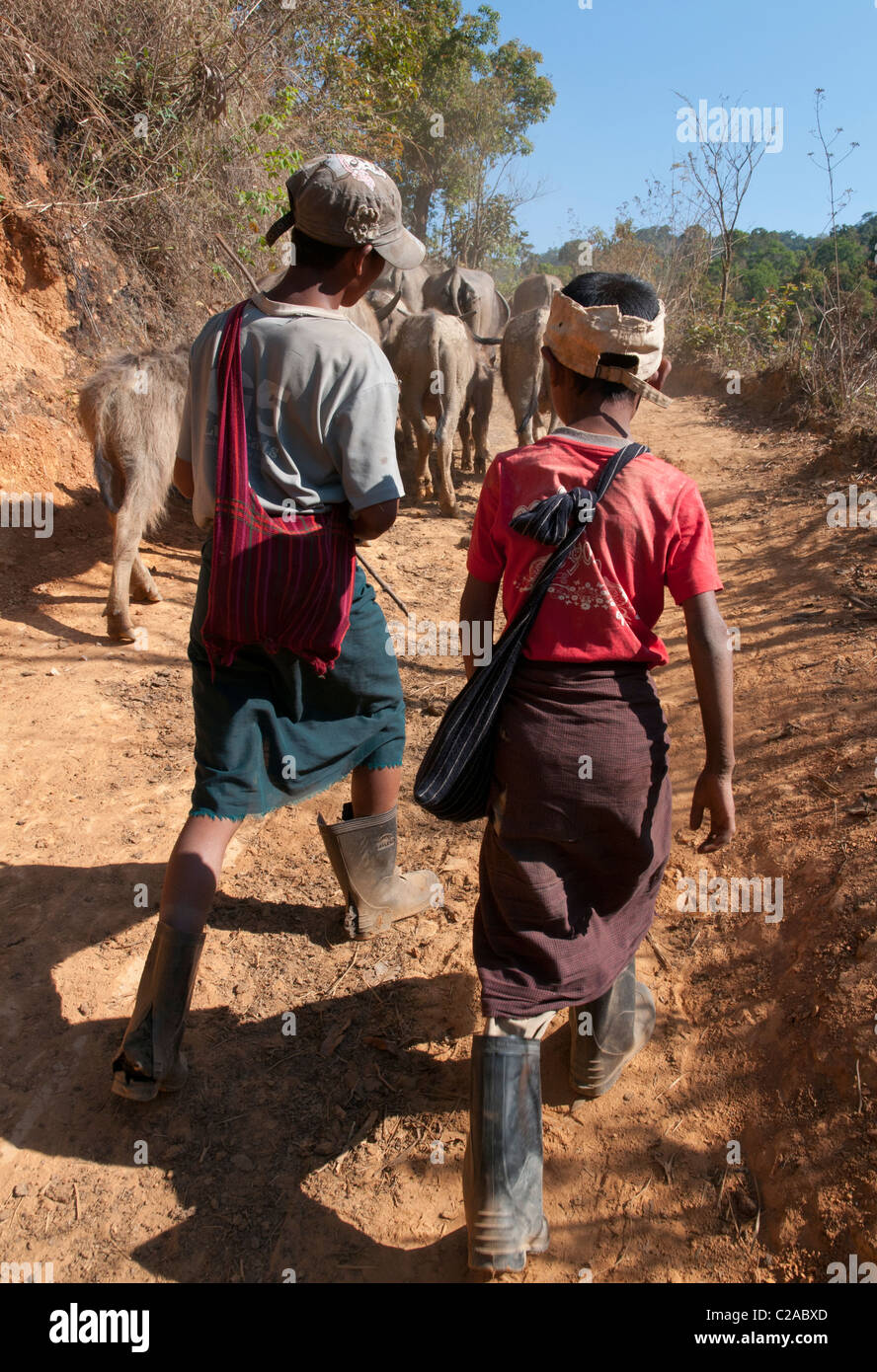 Kinder führen ihre Büffel auf dem Feld. Mindayik Dorf. Südlichen Shan-Staat. Myanmar Stockfoto