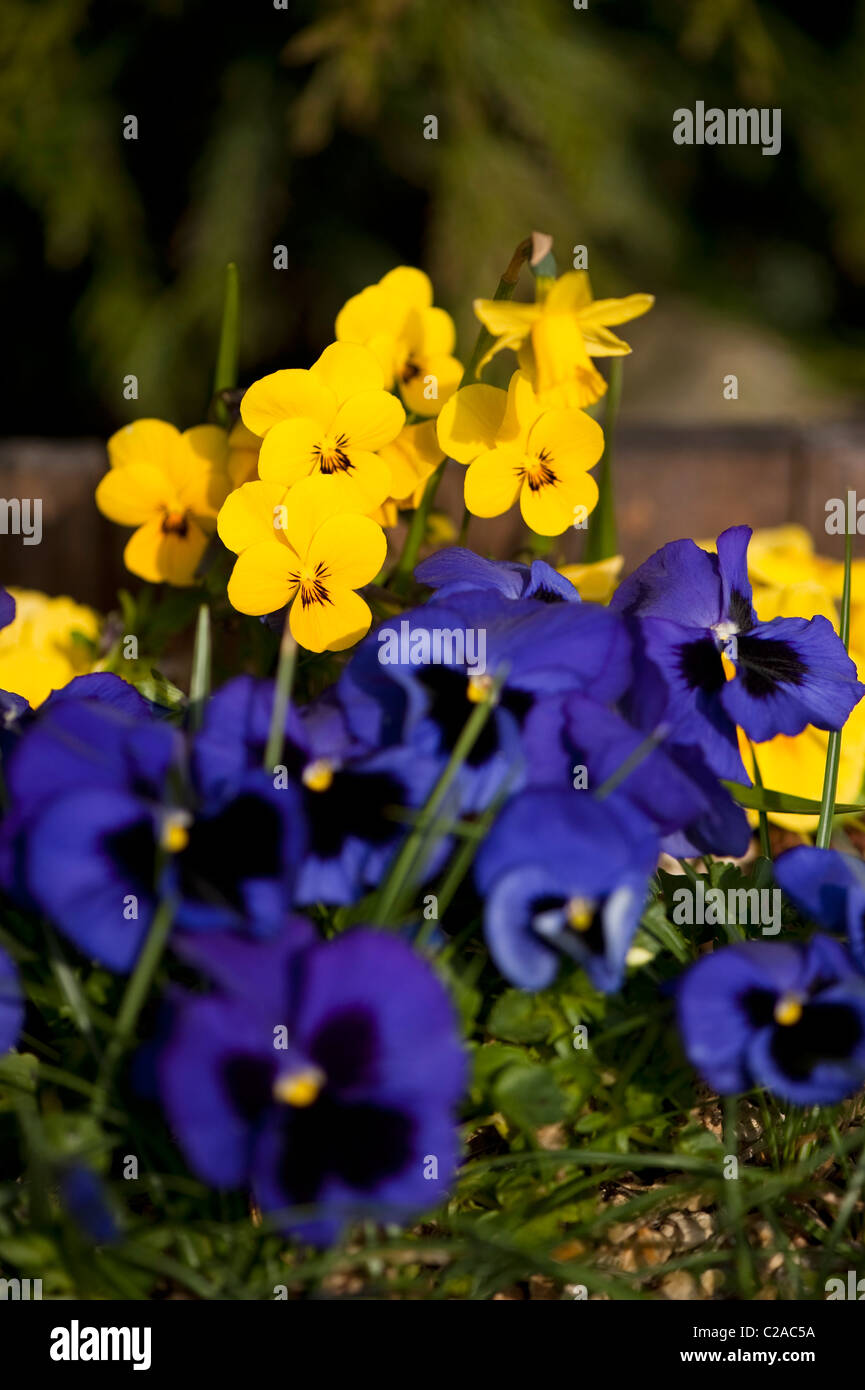 Blaue und gelbe Fleck Bratschen in Blüte Stockfoto