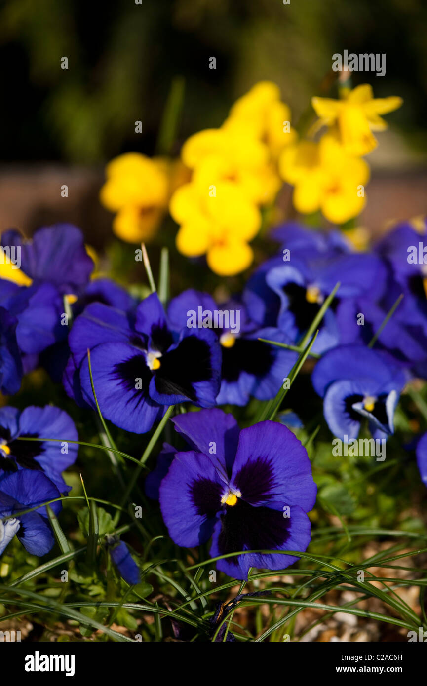 Blaue und gelbe Fleck Bratschen in Blüte Stockfoto