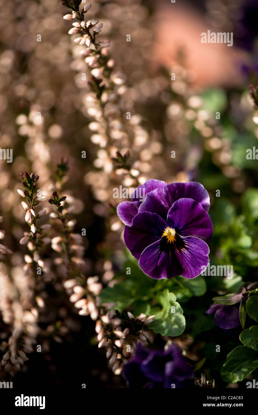 Viola F1 antike Farbtöne in voller Blüte mit Calluna Vulgaris "Bud Bloomers" im Hintergrund Stockfoto