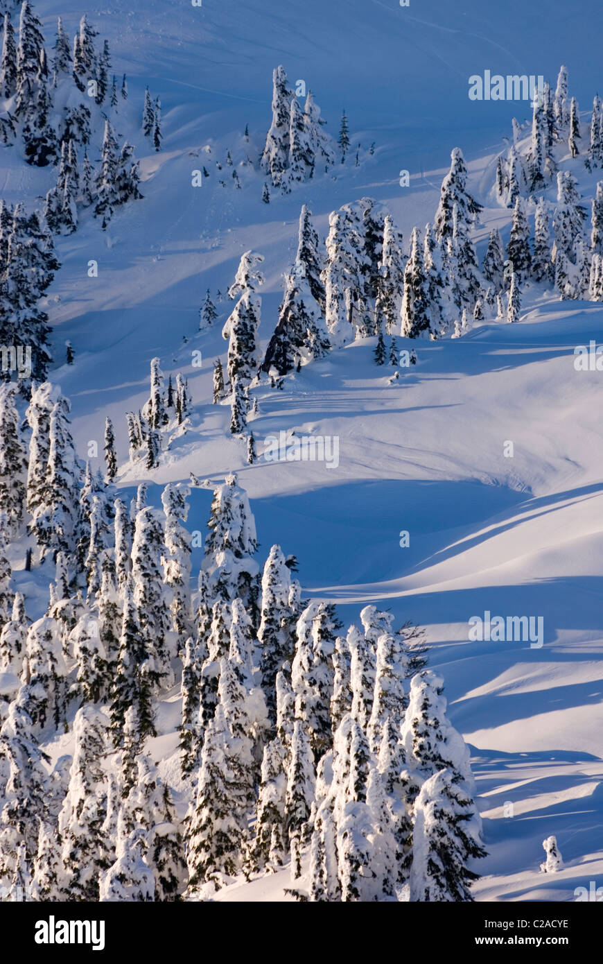 Winter auf Kulshan Ridge, Heather Wiesen Erholungsgebiet Nord Kaskaden Washington USA Stockfoto