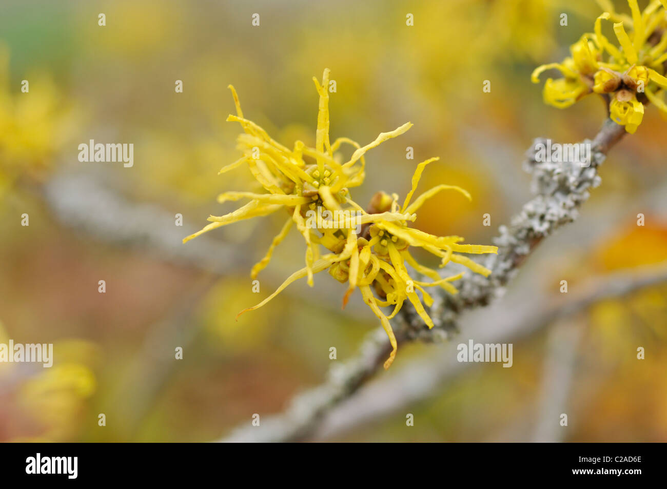 Amerikanische Zaubernuss (Hamamelis virginiana) Stockfoto