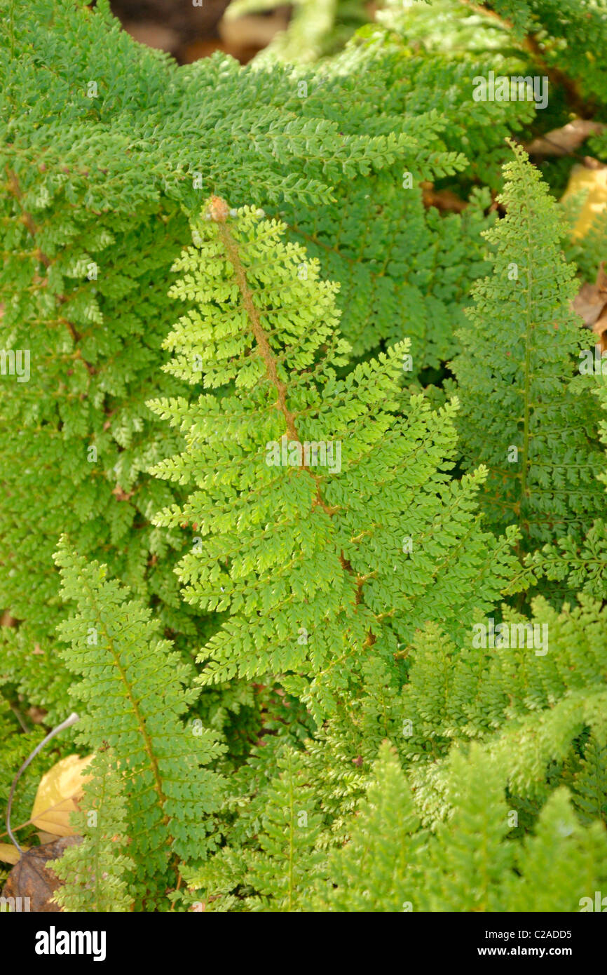 Weiche shield fern (polystichum setiferum plumosum densum'') Stockfoto