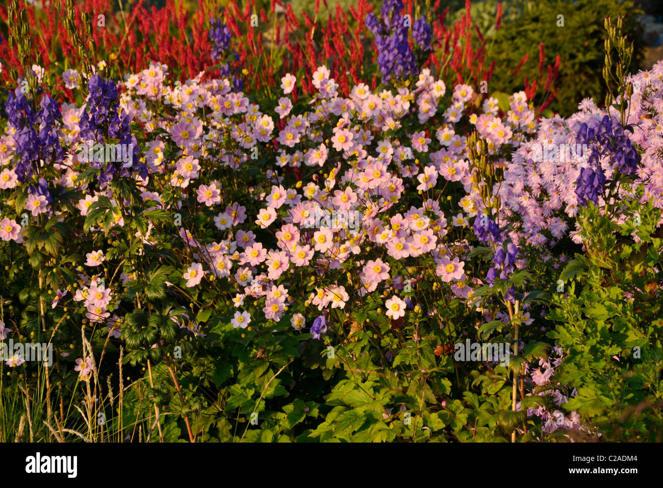 Grape-leaf Anemone (Anemone tomentosa erenade') und carmichael Eisenhut (aconitum carmichaelii 'arendsii' syn. aconitum Arendsii) Stockfoto