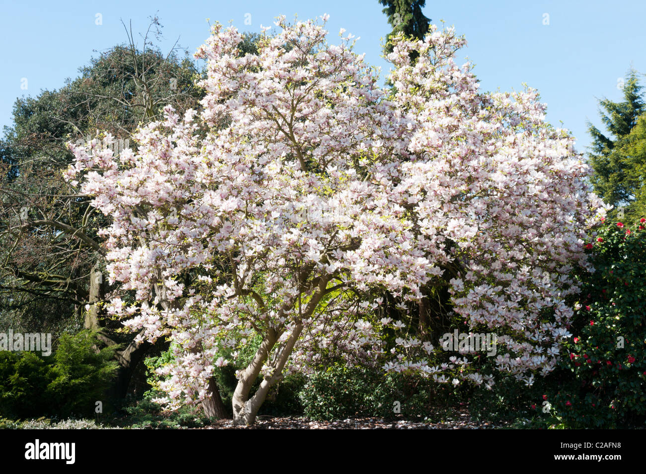 Eine Magnolie in voller Blüte. Stockfoto