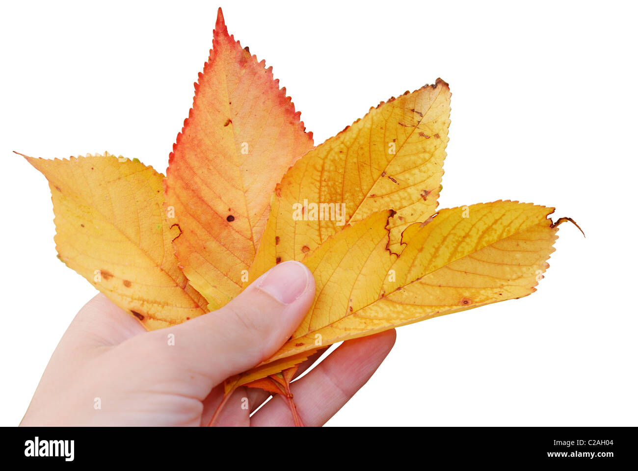 Poker-gelbe Herbst Kirsche verlässt auf weißem Hintergrund Stockfoto