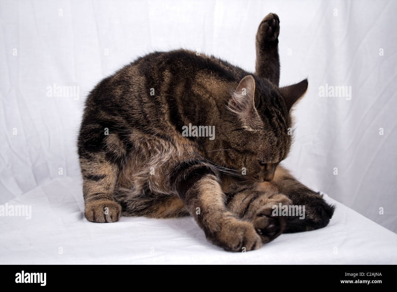 Makrele Tabby Katze Reinigung Stockfoto