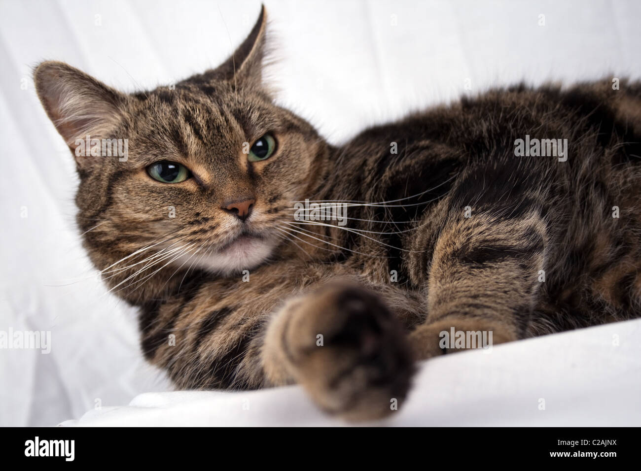 Makrele Tabby Katze entspannend Stockfoto