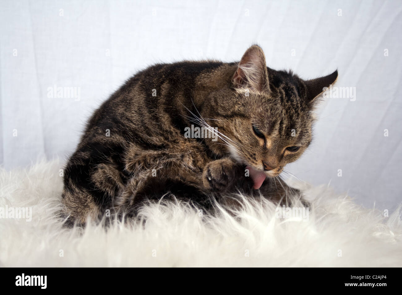 Makrele Tabby Katze Reinigung Stockfoto
