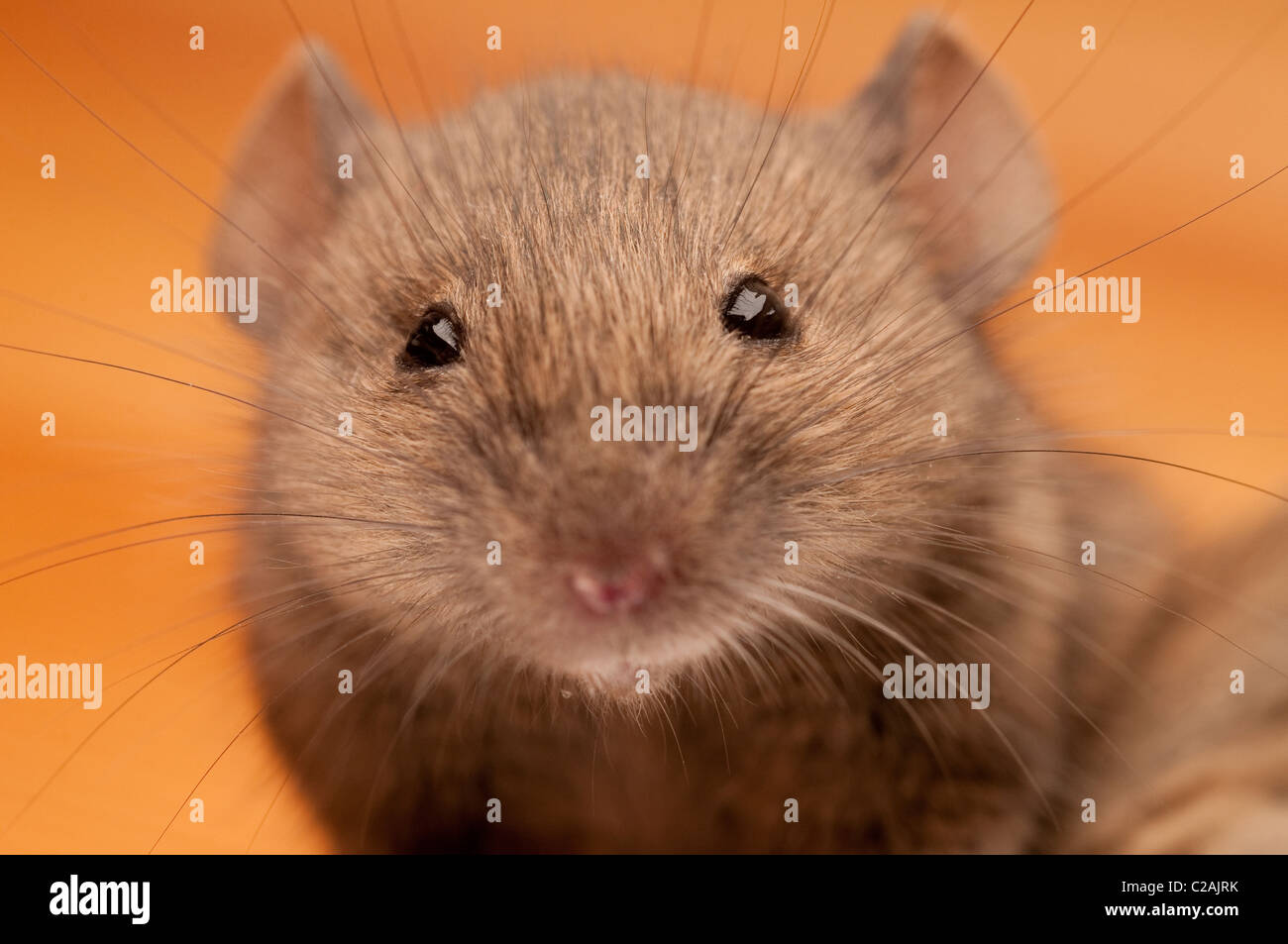 Maus Stockfoto