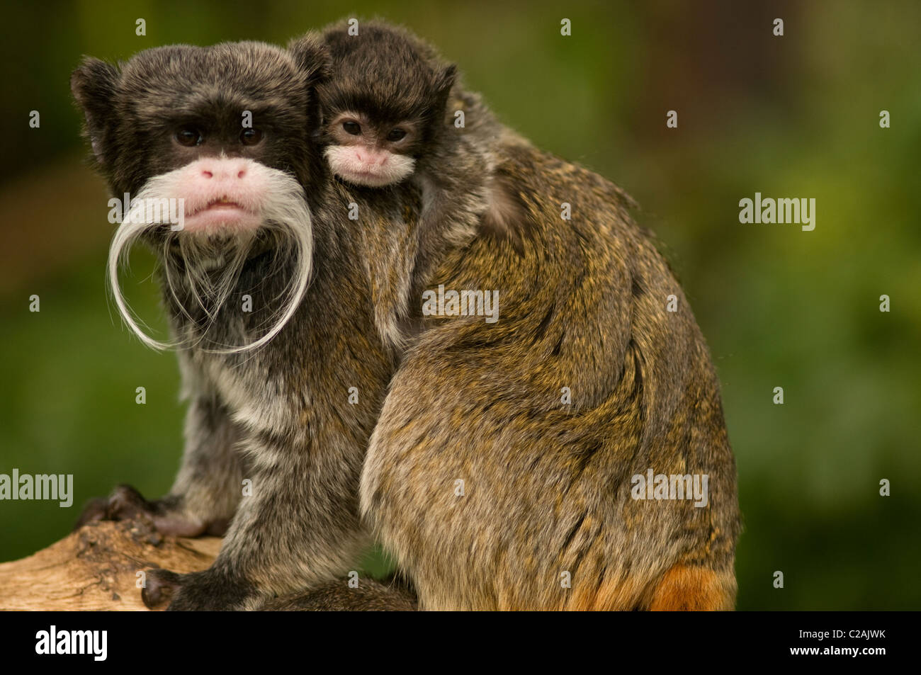 Kaiser TAMARIN Saguinus Imperator mit Baby Gefangenschaft Stockfoto