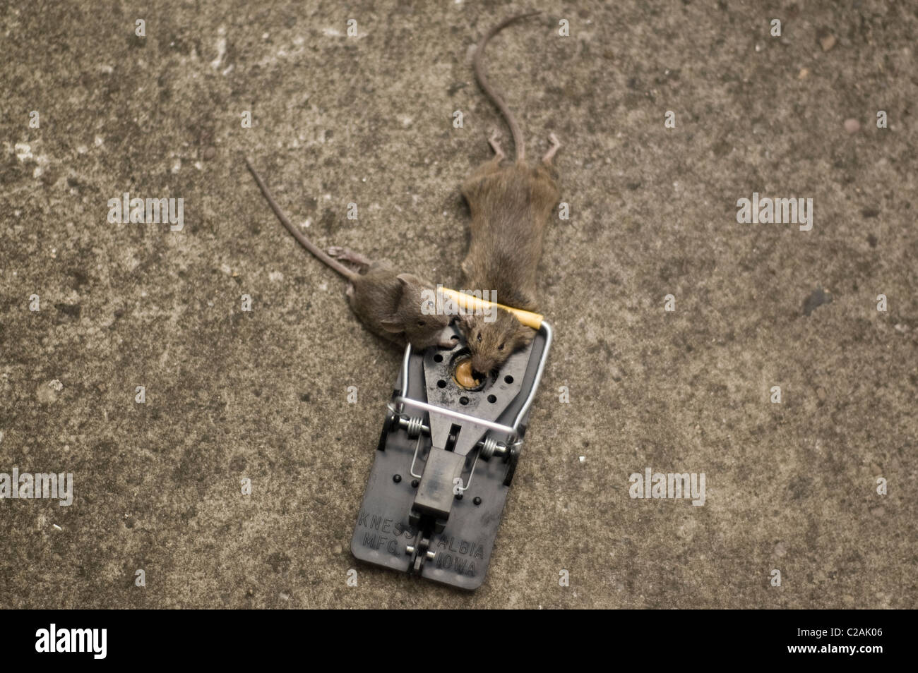 Zwei tote Mäuse gefangen in einer Mausefalle, einem Elternteil und seine Nachkommen. Stockfoto