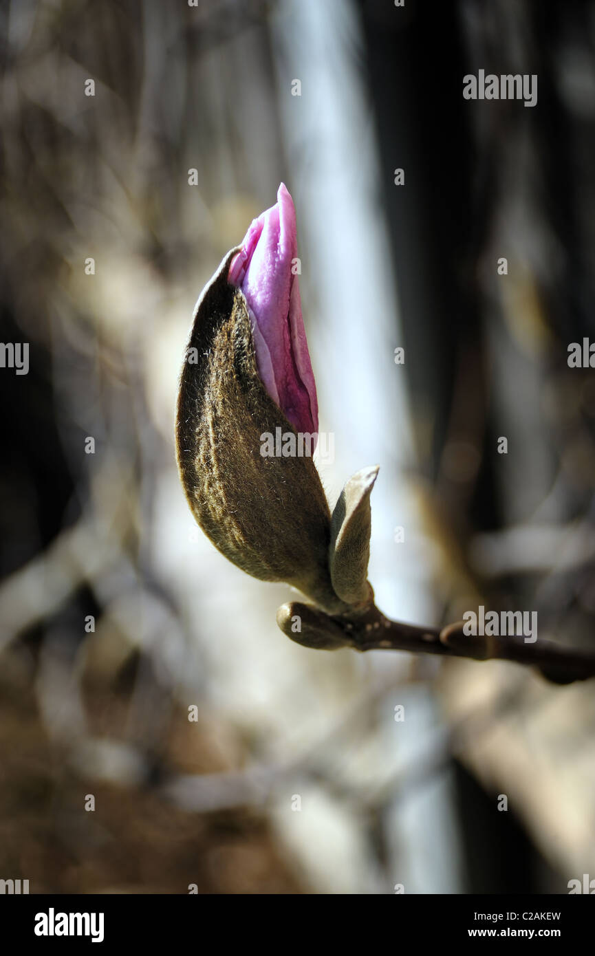 Magnolia Blossom Bud Stockfoto
