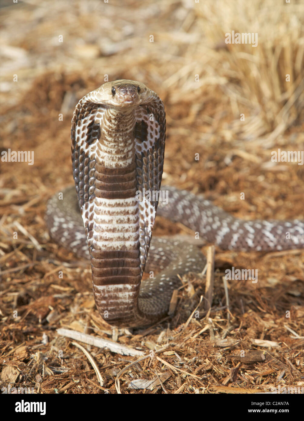 Ein alert indischen oder Spectacled Cobra (Naja Naja) Stockfoto