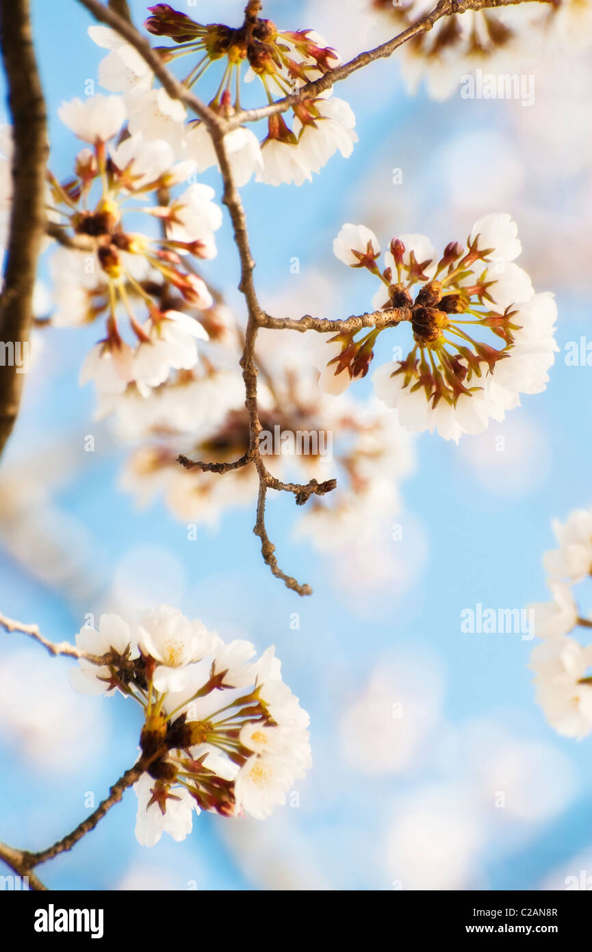 Der jährliche Kirschblüten blühen in Washington DC. Stockfoto