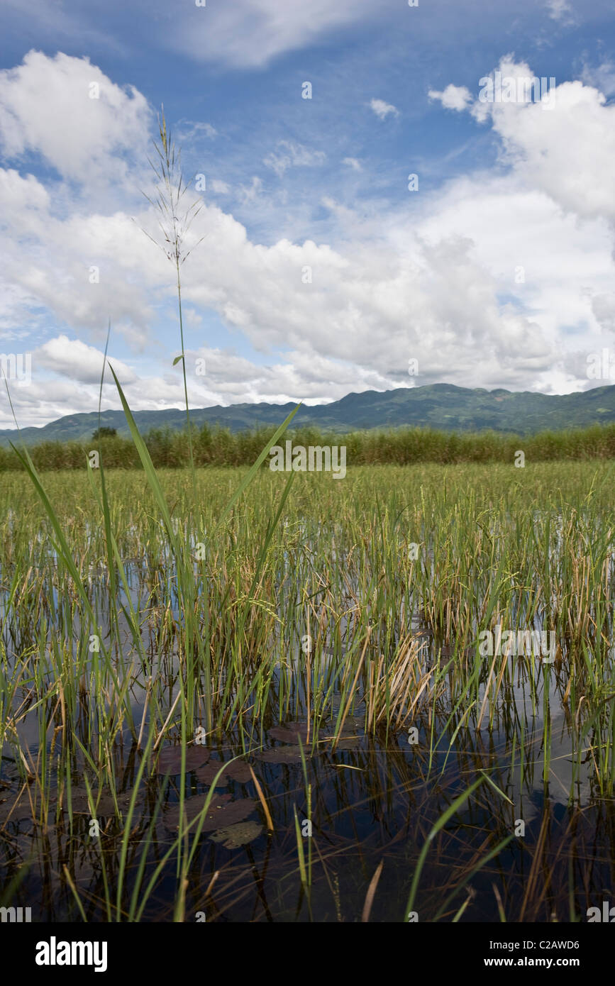 Inle-See, Myanmar, Reisfeld Stockfoto