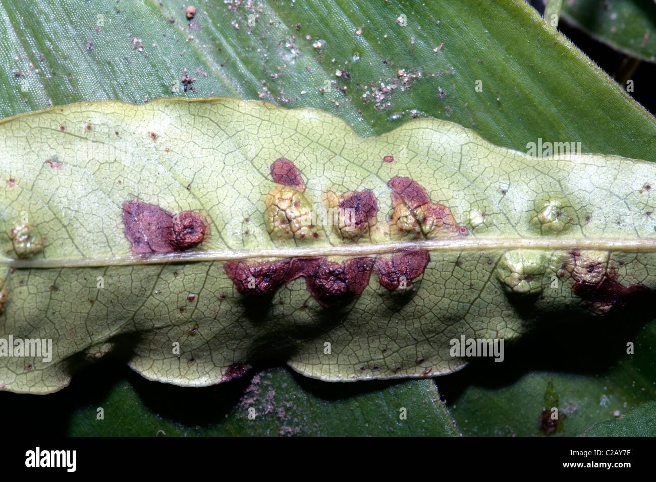 Viktorianische Box Baum [Pittosporum Undulatum] Blatt zeigen Schäden durch Pittosporum Käfer. Stockfoto