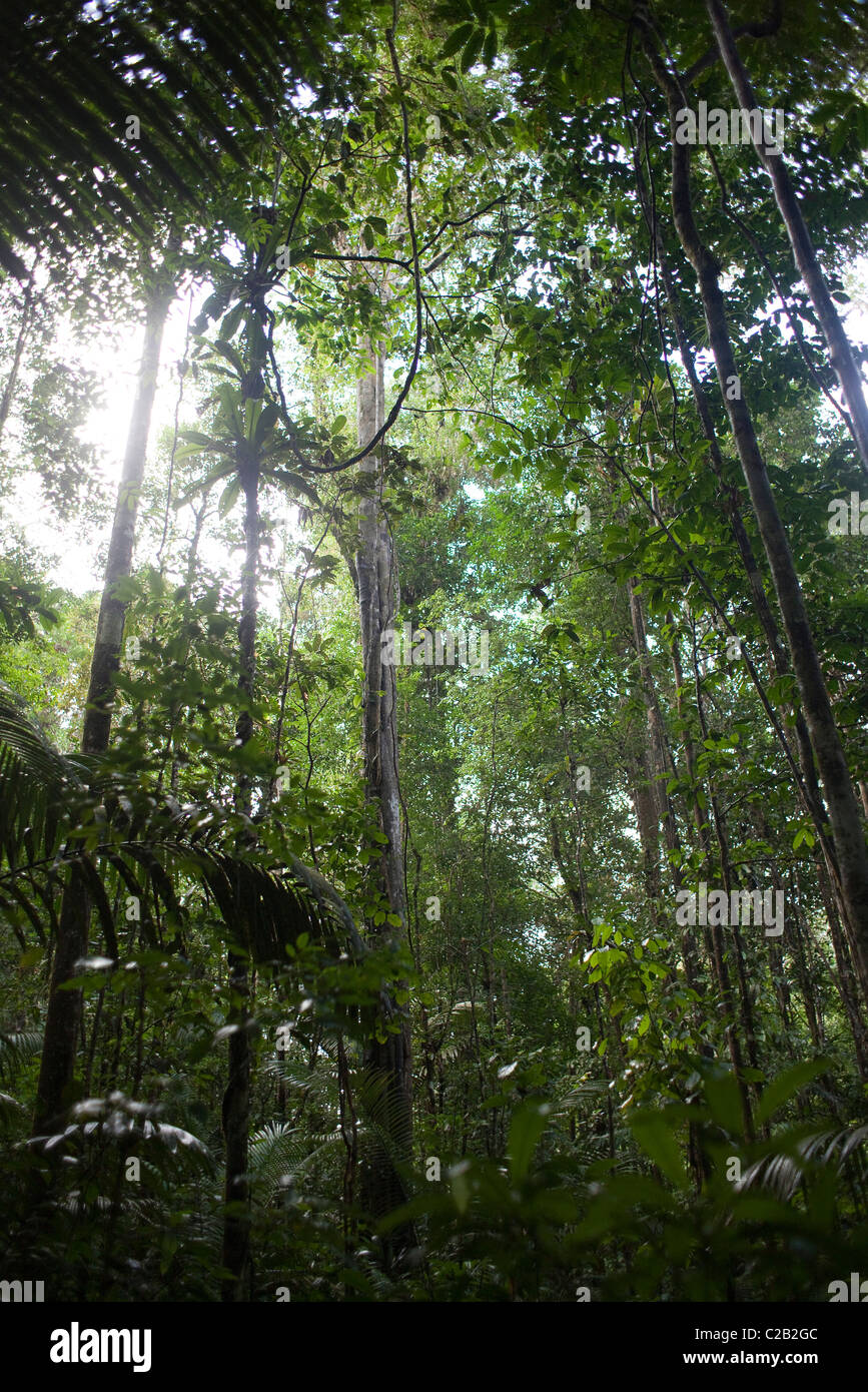 Südamerika, Amazonas-Regenwald, niedrigen Winkel Ansicht Stockfoto
