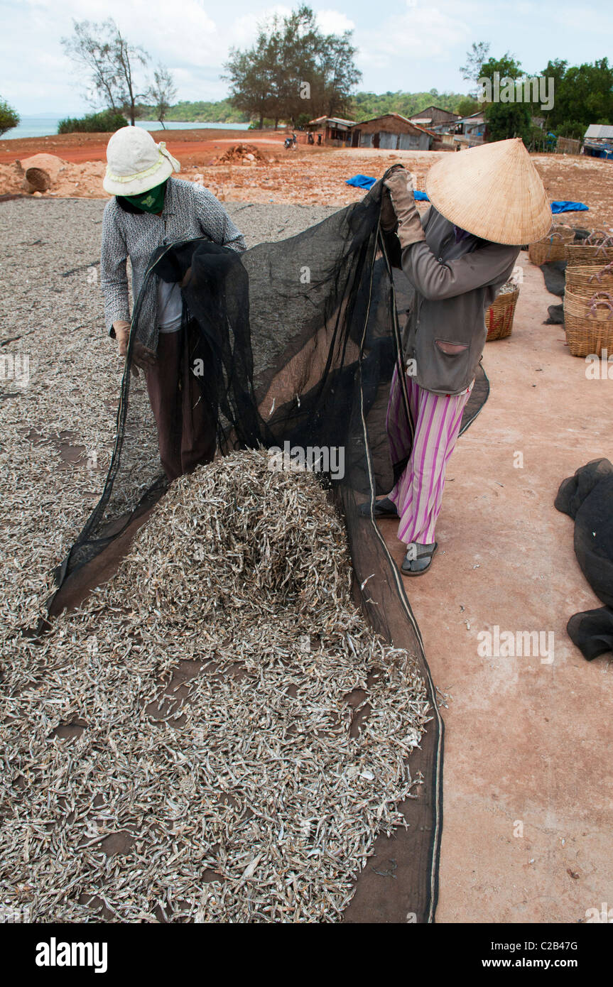 Frauen sammeln kleine Fische zu Fisch Sauce auf der Insel Phu Quoc in Vietnam Stockfoto