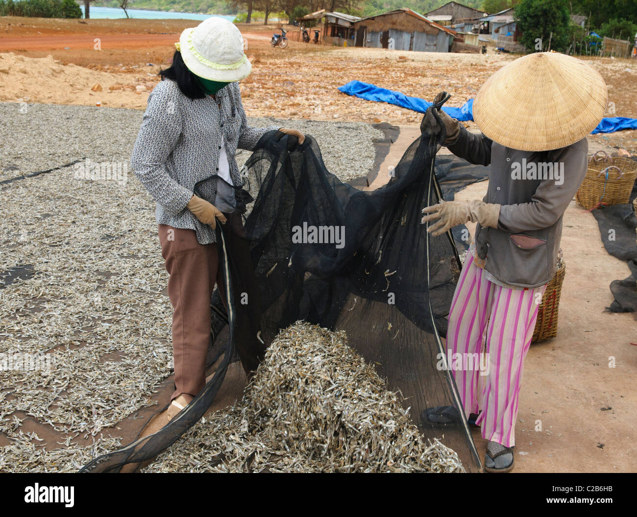 Frauen sammeln kleine Fische zu Fisch Sauce auf der Insel Phu Quoc in Vietnam Stockfoto