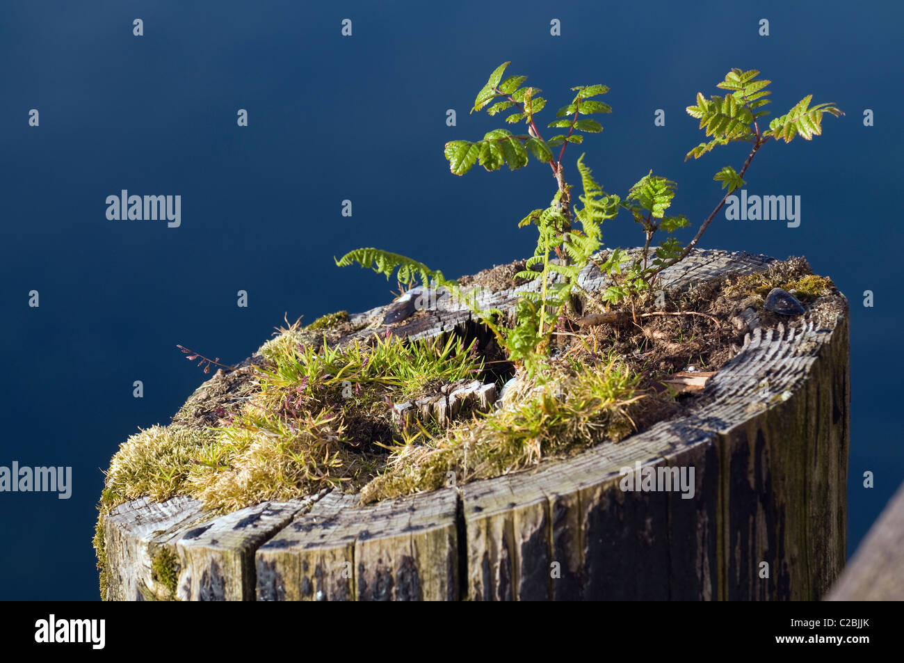 Pflanzen wachsen aus einem Dock stapeln. Stockfoto