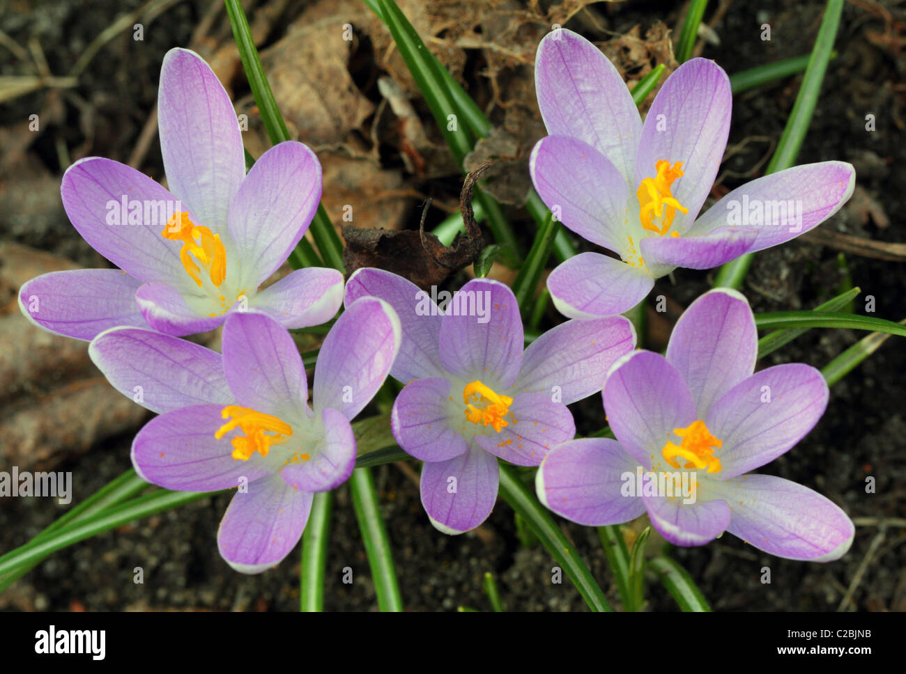 Krokusse, Crocus Frühlingsblumen nahe, Crocus Vernus blühen Stockfoto