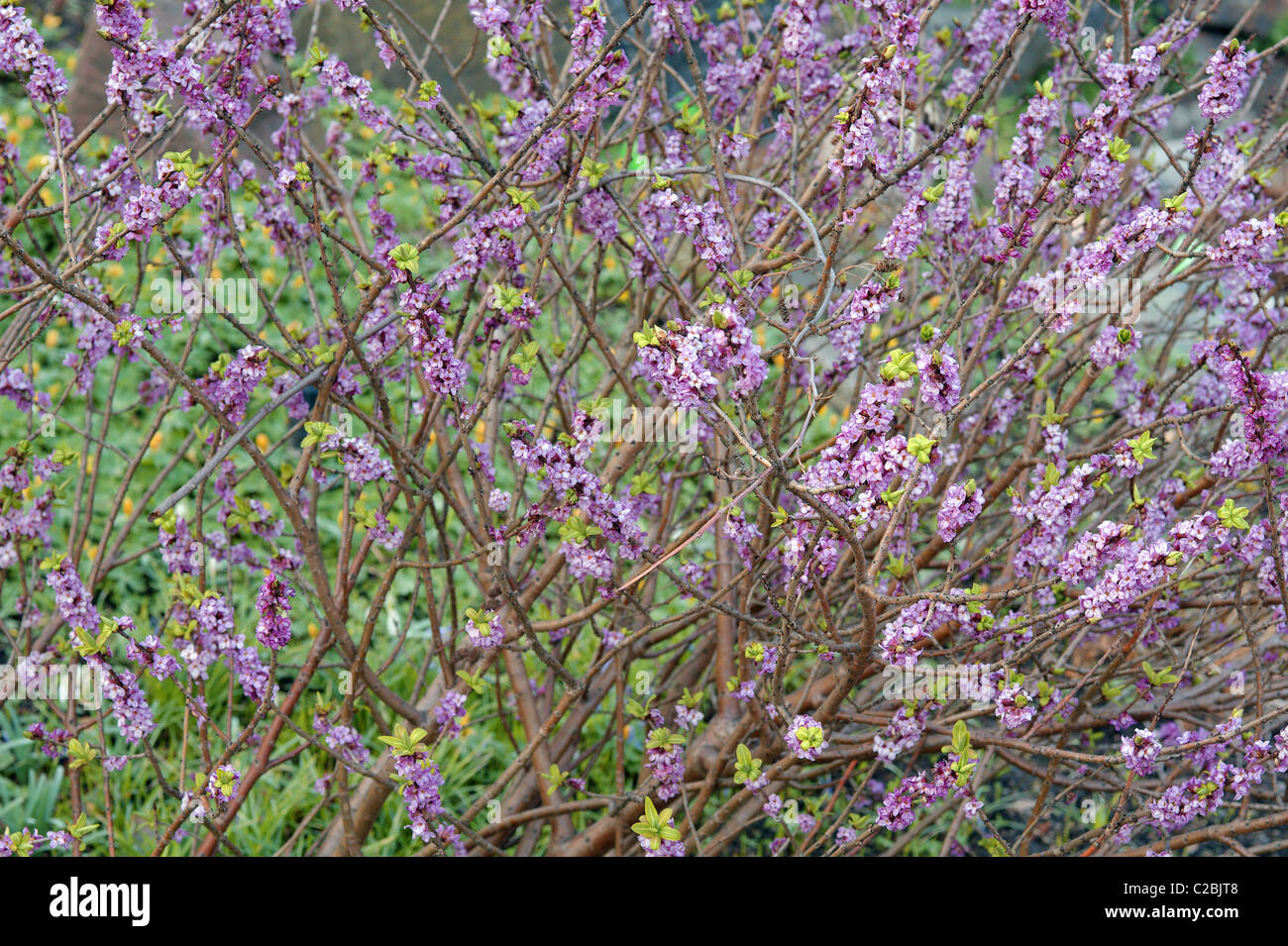 Seidelbast Strauch in voller Blüte Februar Daphne mezereum Stockfoto