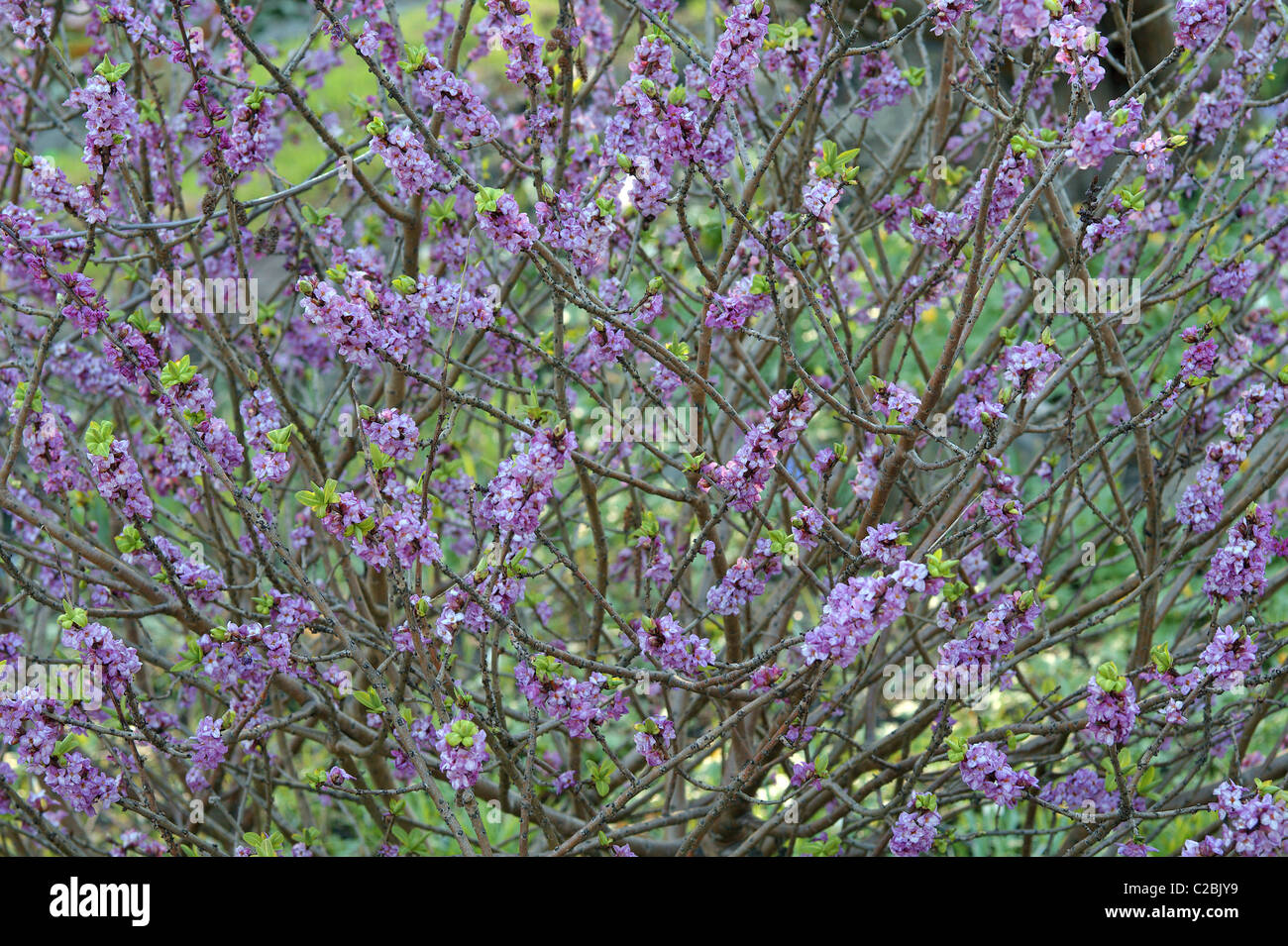 Seidelbast Strauch in voller Blüte Februar Daphne mezereum Stockfoto