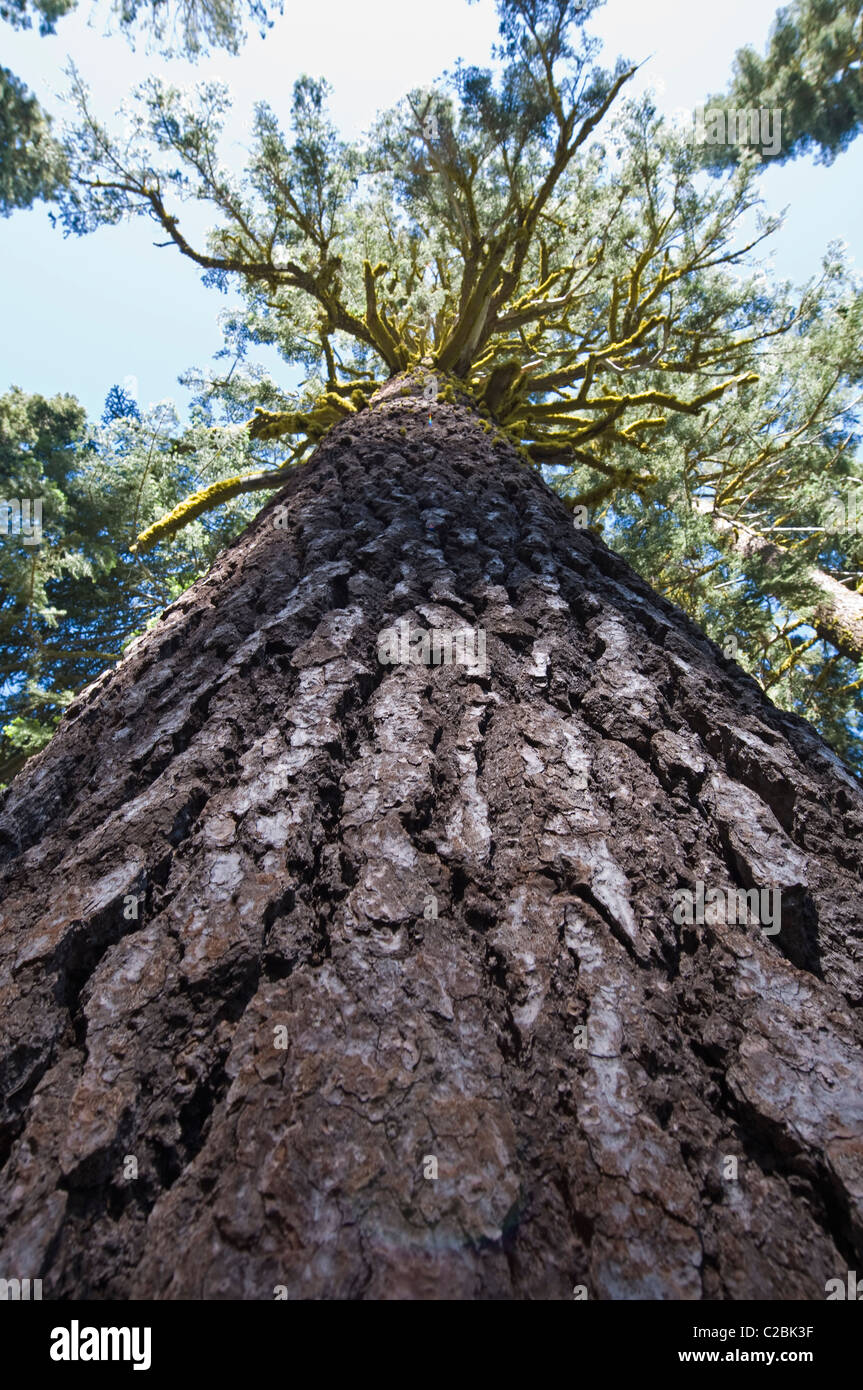 Große Gelb-Kiefer auf das Loch im Boden-Trail. Stockfoto
