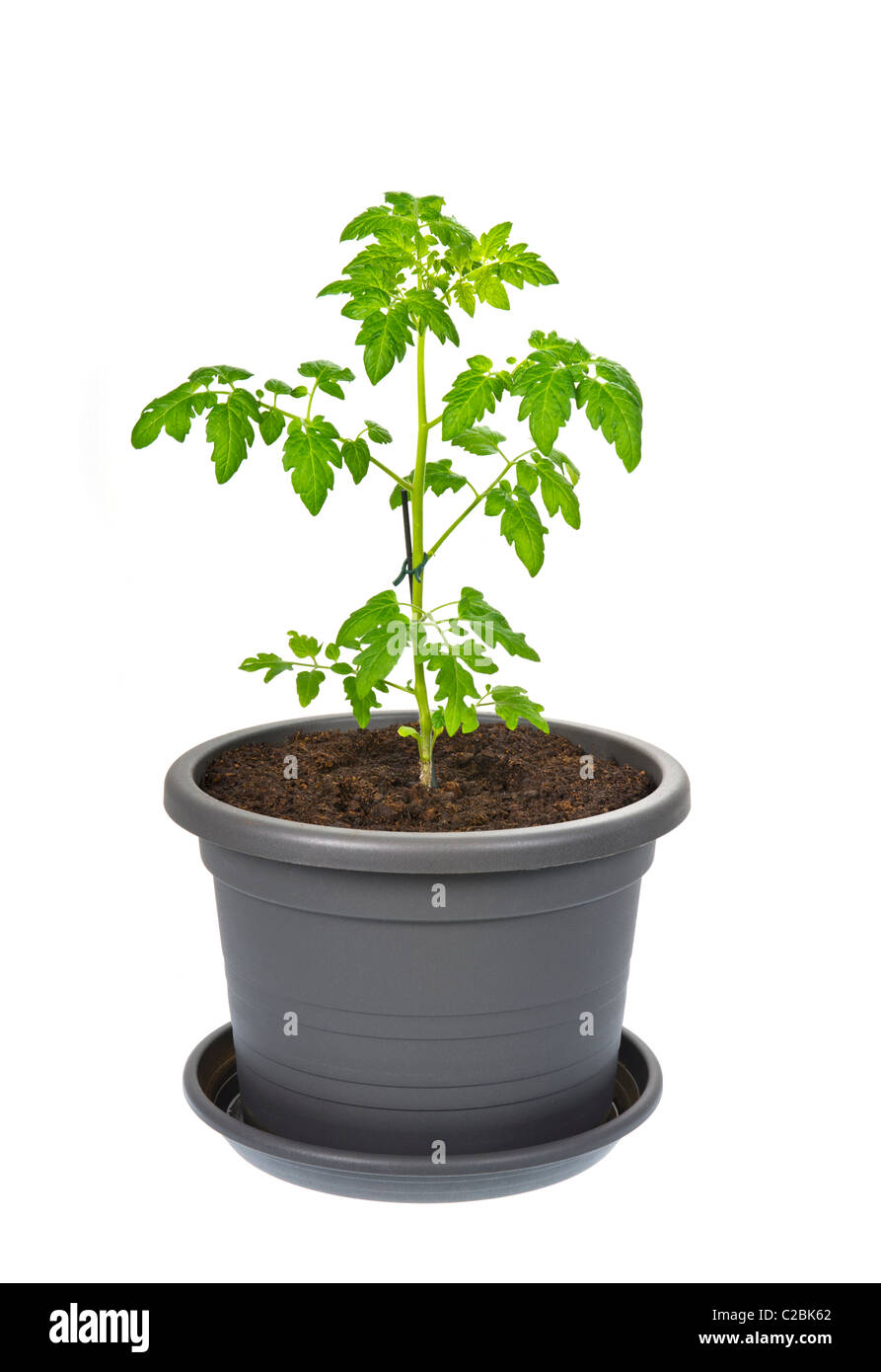Tomaten Pflanze Blumentopf Topf Kunststoff-Container Erde Blumenerde wachsen wachsen grüne ökologisch ökologischer Eco Tonerde für Blumen Stockfoto