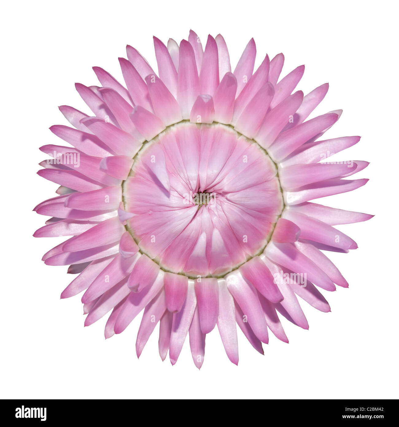 Einzigen rosa Strawflower, Helichrysum Bracteatum isoliert auf weißem Hintergrund Stockfoto