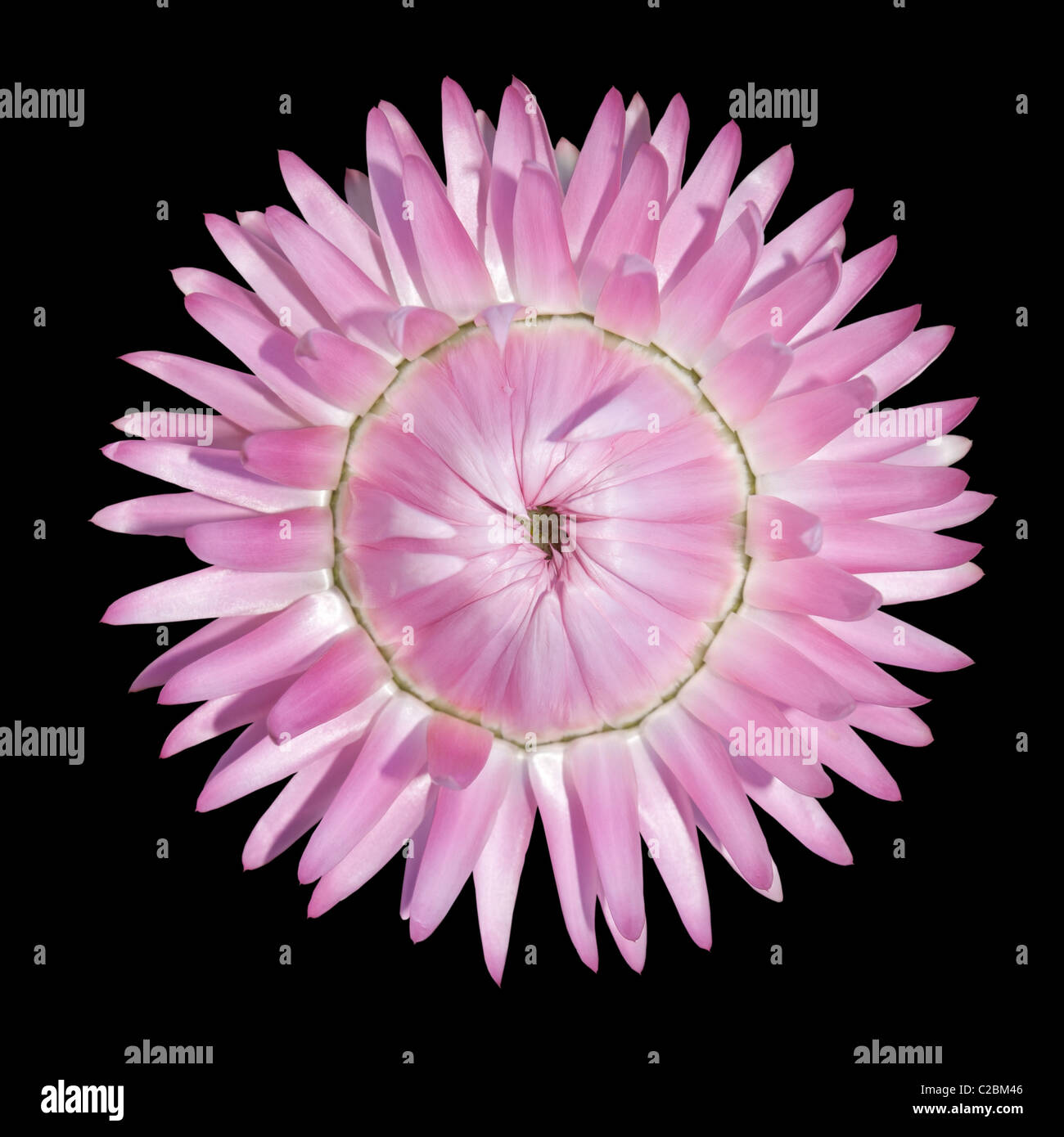 Einzelne Flowerhead von rosa Strawflower, Helichrysum Bracteatum isoliert auf schwarzen Hintergrund Stockfoto
