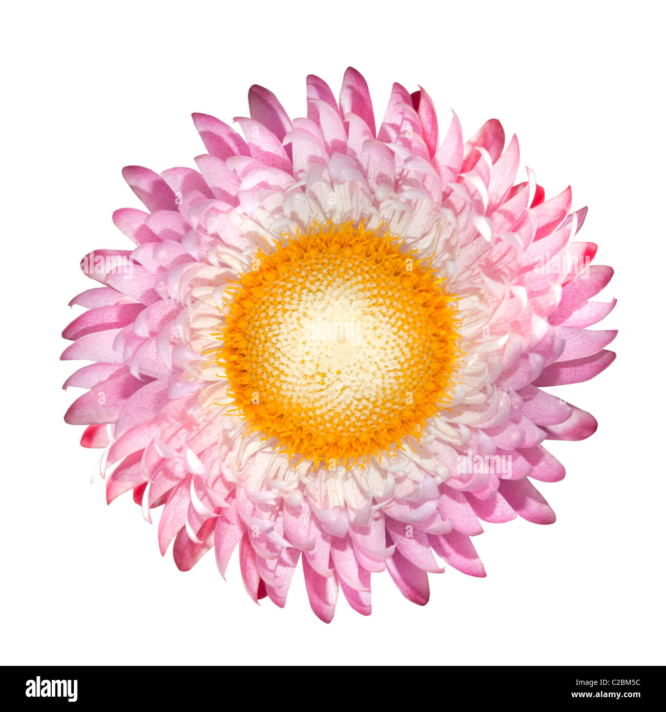 Blühende Strawflower Helichrysum Bracteatum isoliert auf weißem Hintergrund Stockfoto