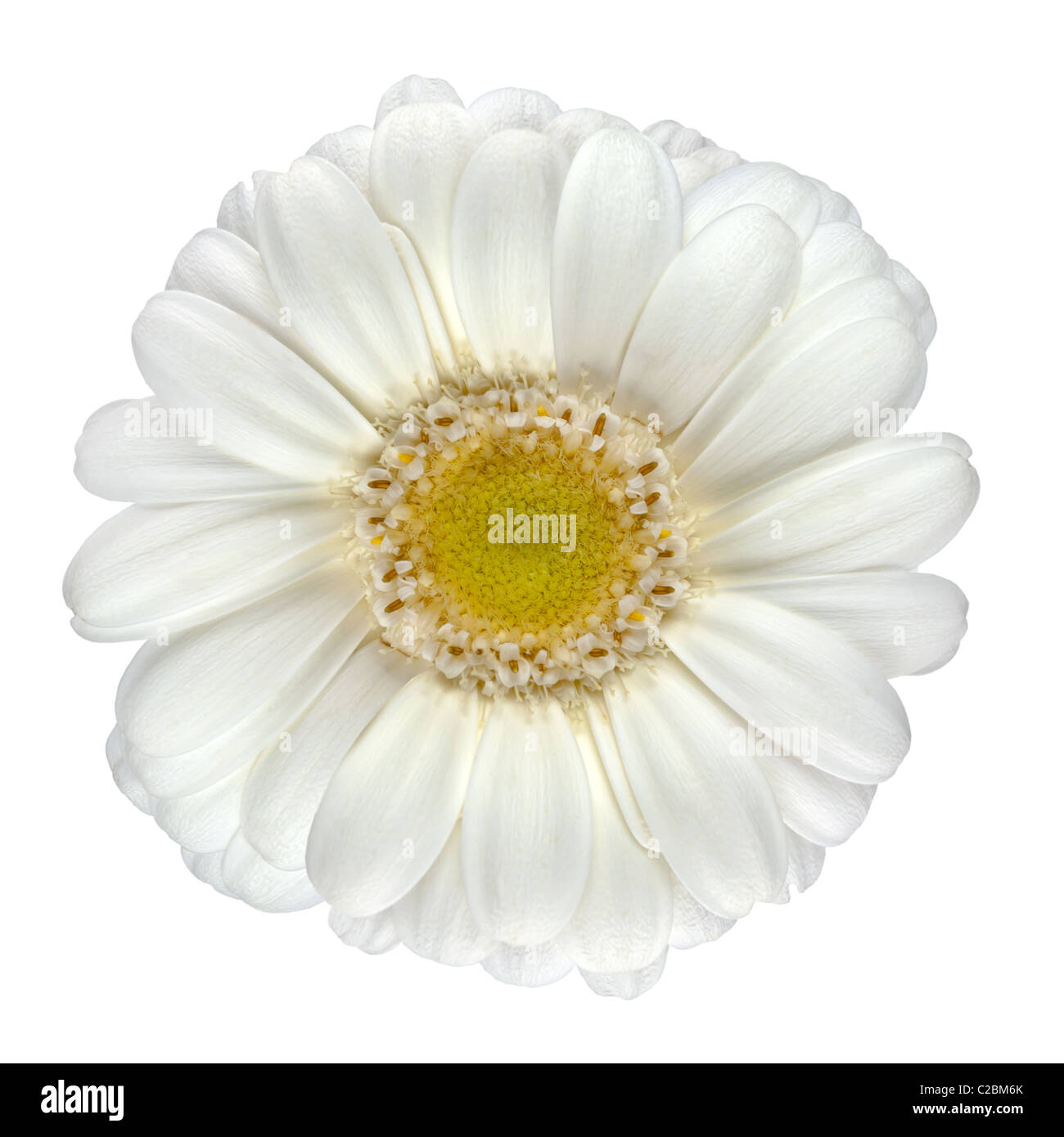 Perfekte weiße Gerbera Blume mit gelben Zentrum Makro Nahaufnahme, Isolated on White Background Stockfoto