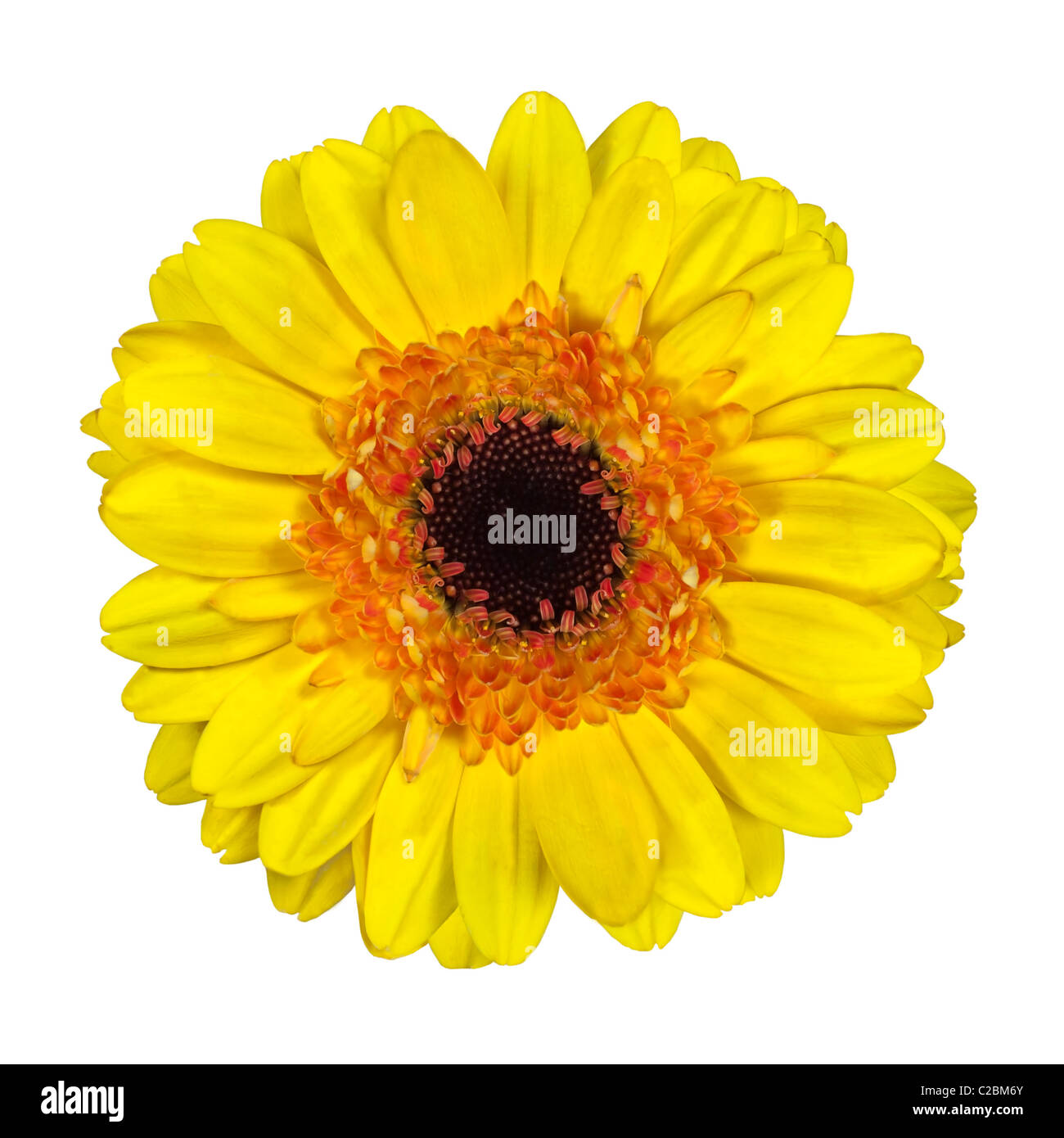 Schöne gelbe Gerber Blume mit Orange und schwarz-Center, Isolated on White Background Stockfoto