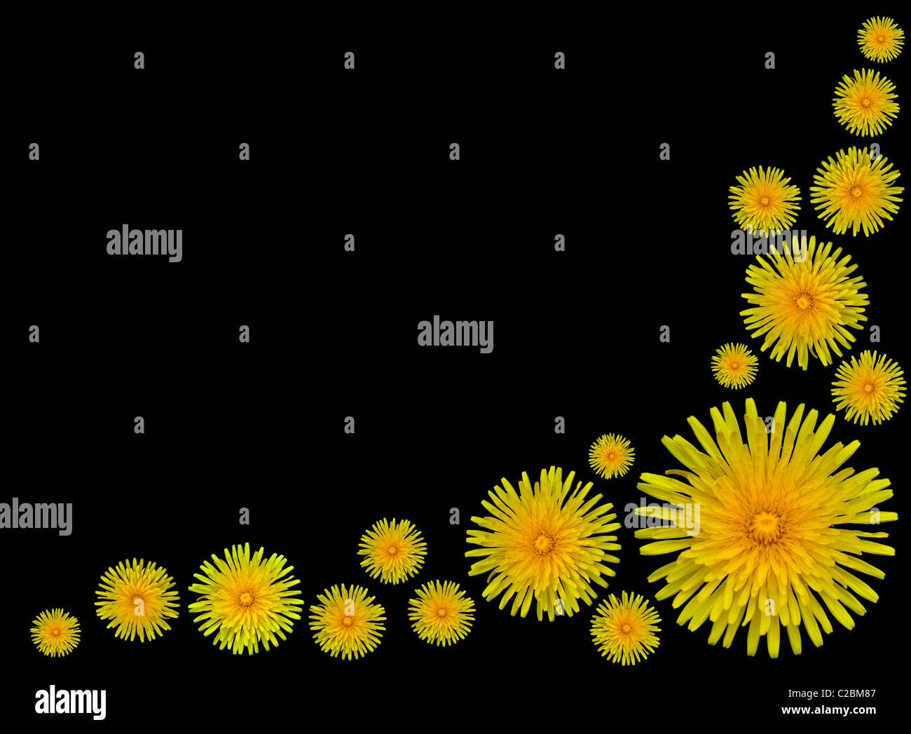 Reihe von schönen gelben Löwenzahn Blumen-Taraxacum Officinale auf schwarzem Hintergrund isoliert Stockfoto