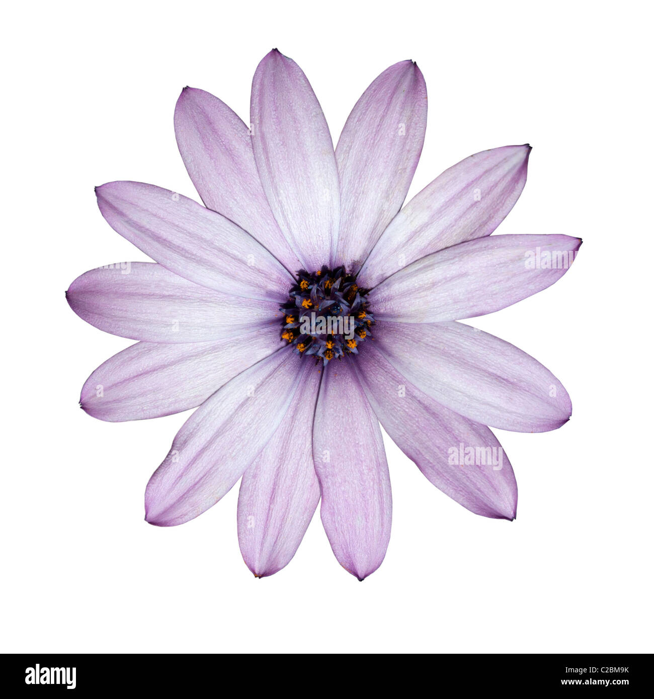 Schöne lila Daisy Blume isoliert auf weiß Stockfoto