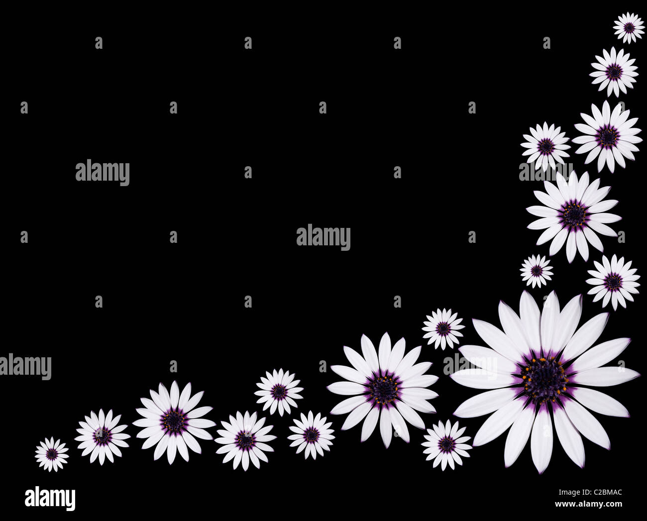 Gruppe von Osteospermum Asti White Daisy Blumen mit lila Center auf schwarzem Hintergrund isoliert. Stockfoto
