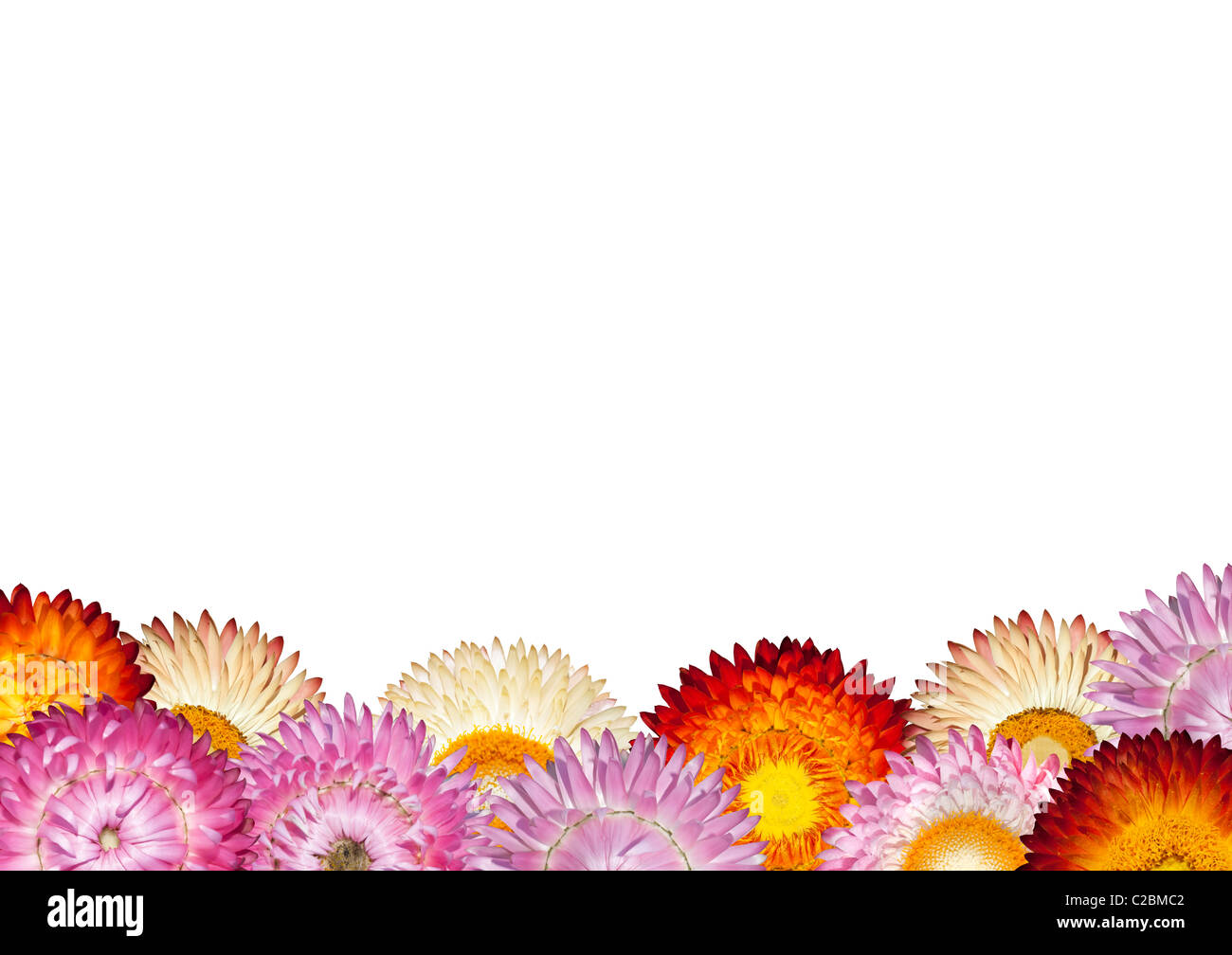 Reihe von bunten Streublumen isoliert auf weiss Stockfoto